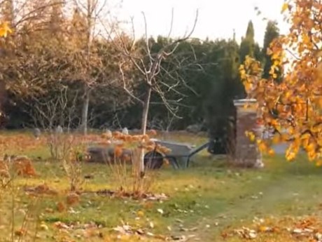 Осіння обробка саду: як зупинити мурах і попелицю до весни