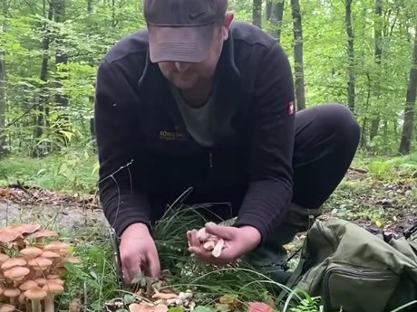 Зелену рядовку обмежують у Європі через ризик руйнування м’язів