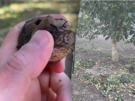 Волоські горіхи збирають у вересні-жовтні: як зберегти врожай