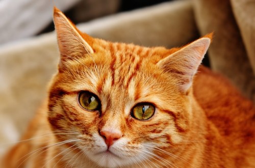 Коти несуть небезпеку